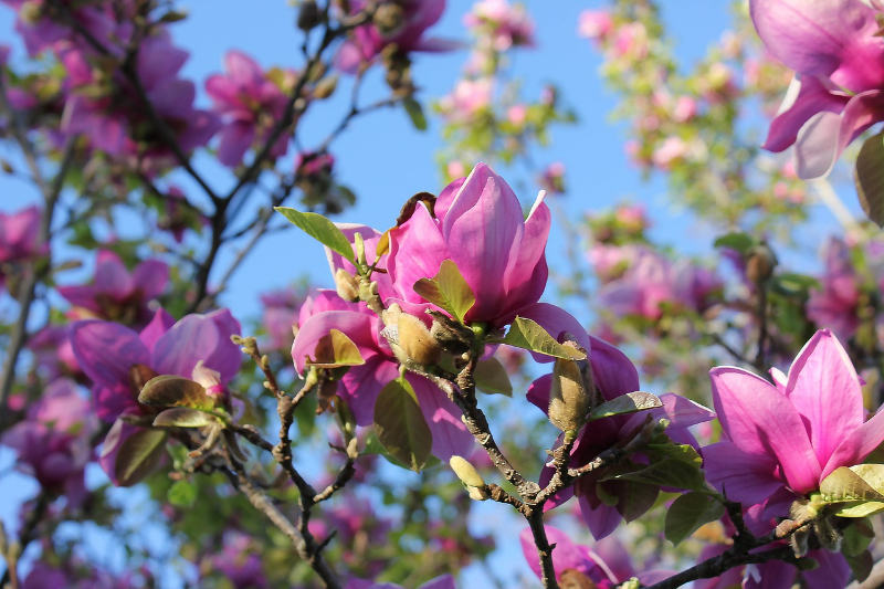 magnolienbaum keine blaetter magnolie pflege tipps