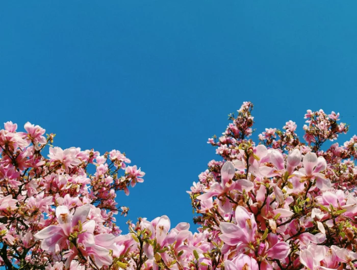 magnolienbaum keine blaetter rosa magnolie magnolienpflege tipps