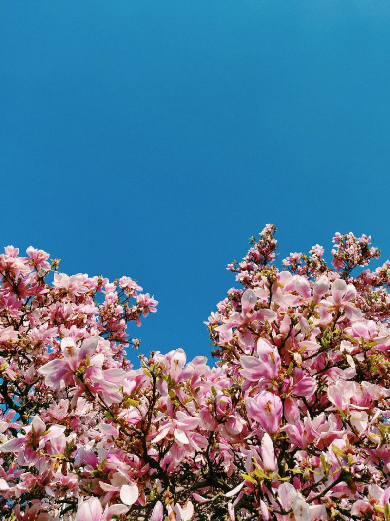 magnolienbaum keine blaetter rosa magnolie magnolienpflege tipps