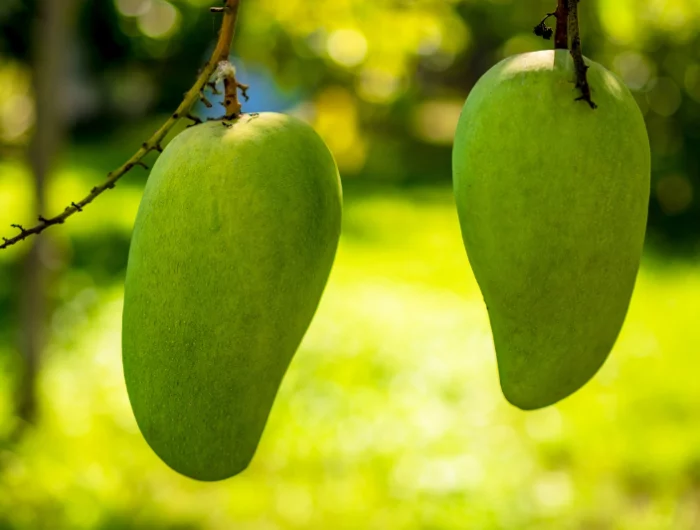mango aus kern selber ziehen grosse gruene fruechte haengende mangofruechte