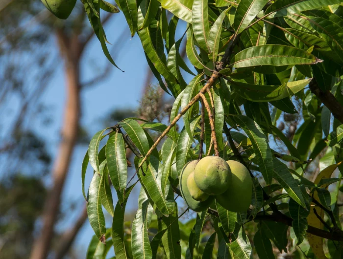 mango aus kern ziehen guene mangos auf baum mangobaum foto