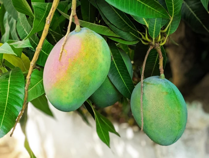 mango aus kern ziehen schritt fuer schritt ecotische fruechte mangobaum