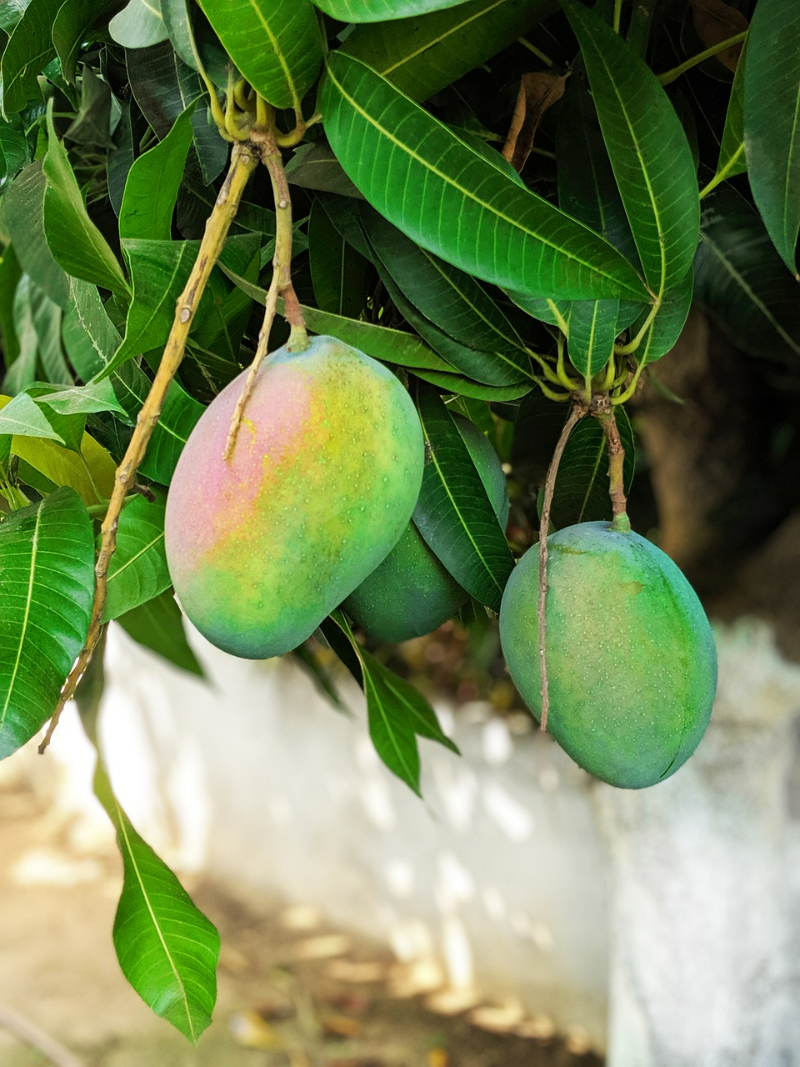 mango aus kern ziehen schritt fuer schritt ecotische fruechte mangobaum