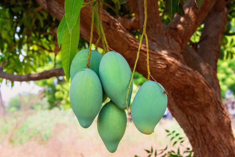 mango baeumchen selber ziehen aus kern grusser mangobaum mit fruechten