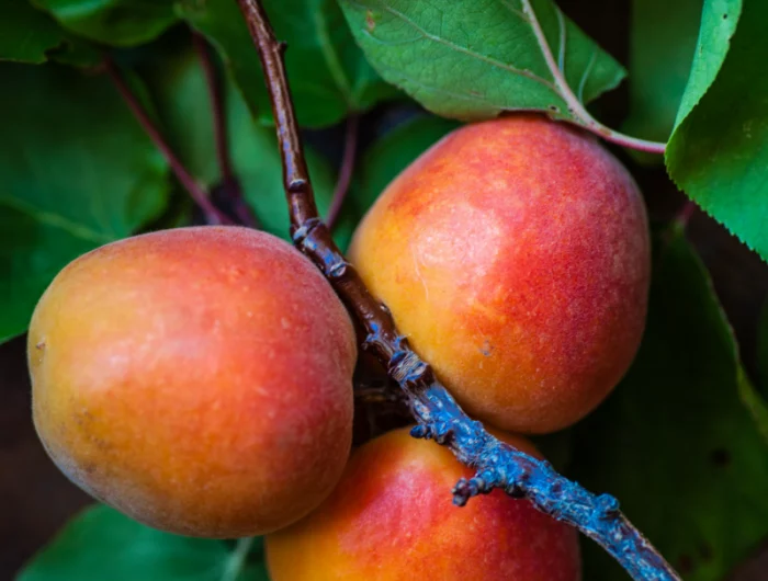 mango pflanzen kern wie sehen reife mangos aus exotische fruechte