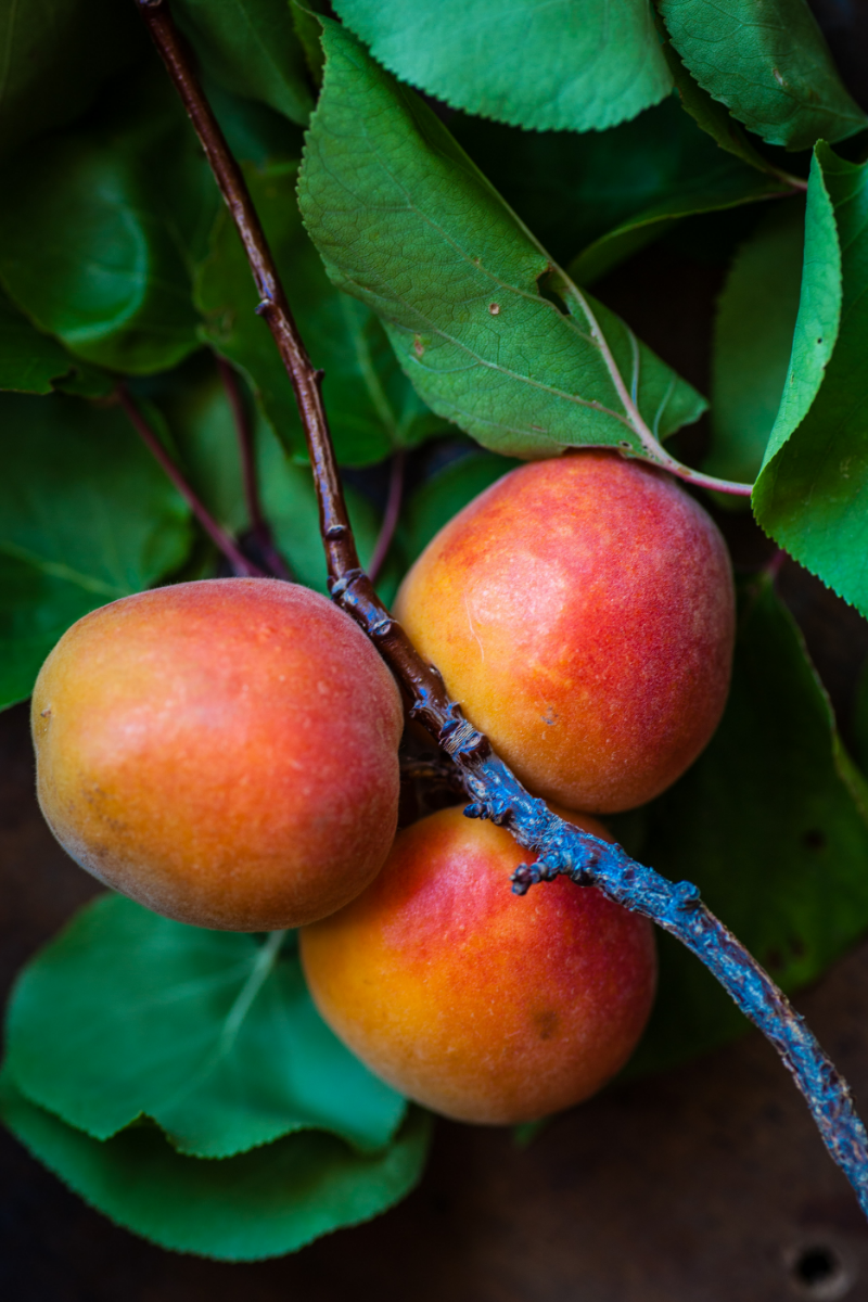 mango pflanzen kern wie sehen reife mangos aus exotische fruechte
