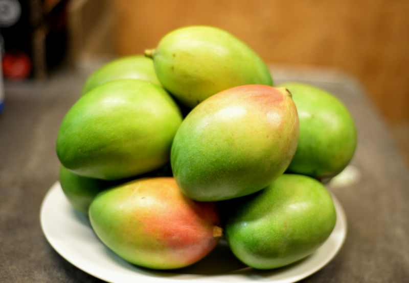 mango selber ziehen aus kern mangokern einpflanzen anleitung