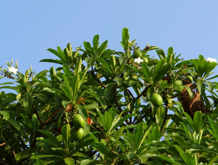 mango selber ziehen herbst mangobaum mit gruenen fruechten
