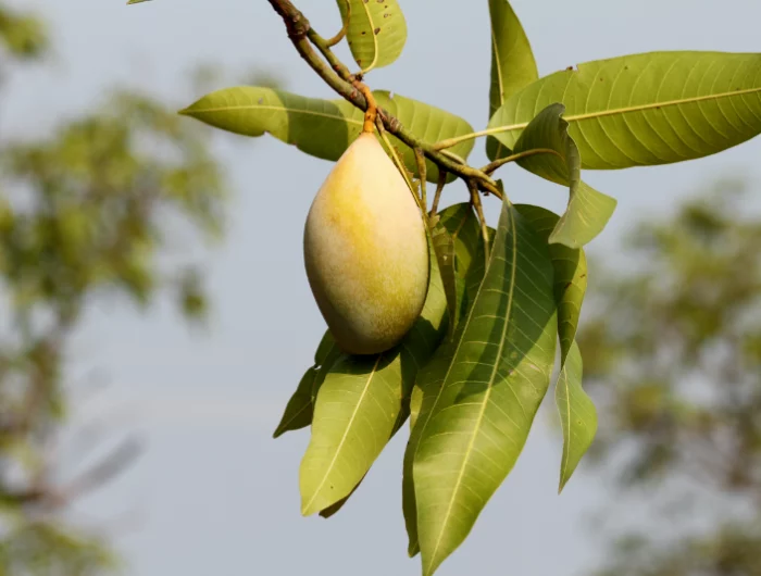 mangobaum selber ziehen gruene mangofruechte am baum