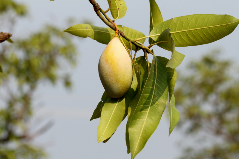 mangobaum selber ziehen gruene mangofruechte am baum