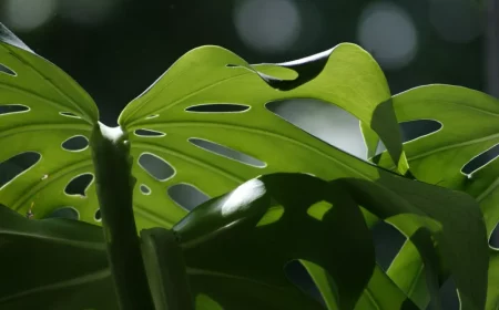 monstera welche bedeutung hat die pflanze