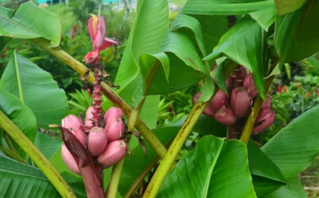 musa valutina rosa zwergbanane