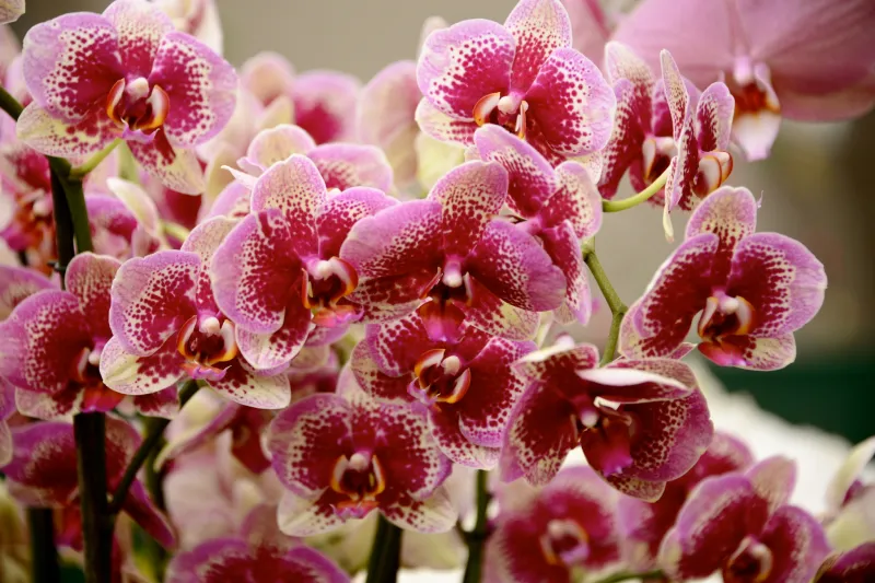 orchidee pflanzen und pflegen der pflanze
