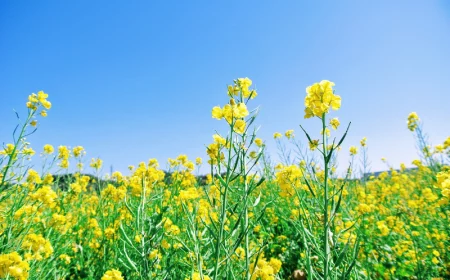 pflanzen fuer gruenduenger senf senfpflanze gelbe blueten
