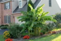 Bananenpflanze Pflege im Garten: Aspekte von dem Bananen-Anbau im Freien von A bis Z detailliert erklärt