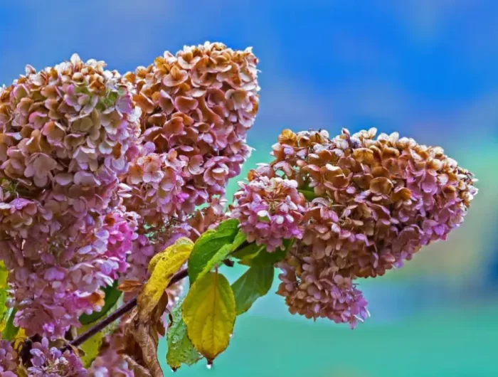 sollte man hortensien im herbst schneiden rosa rispenhortensie leicht verblueht