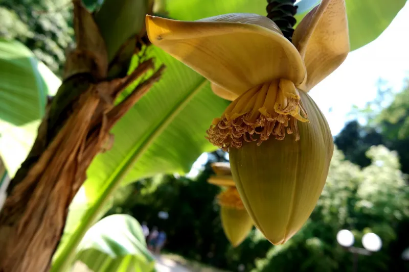 standort bananenpflanze die richtige pflege bluete und frucht