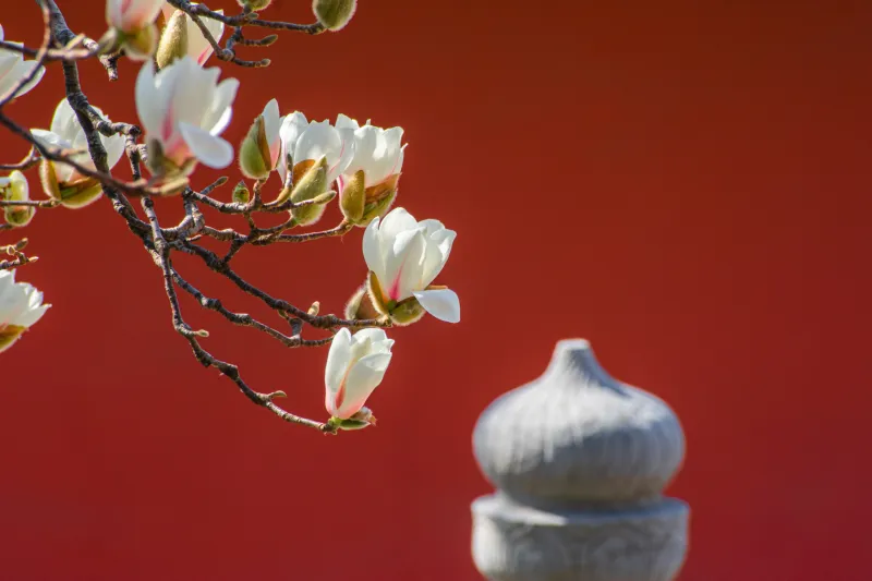 tulpen magnolie warum erkranken magnolien