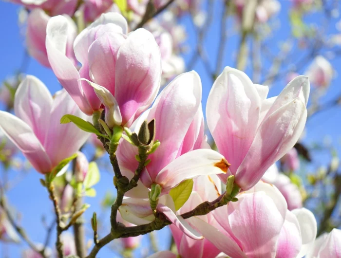 verlieren magnolien im herbst ihre blaetter