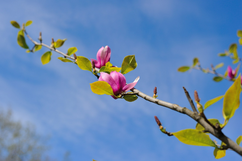 verlieren magnolien im herbst ihre blaetter magnolienzweig