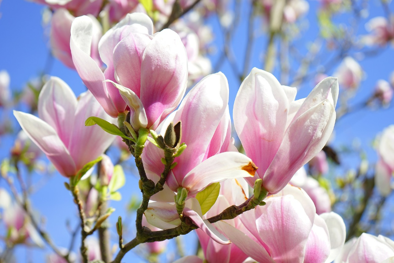 verlieren magnolien im herbst ihre blaetter