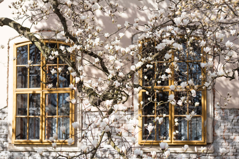wann bekommt magnolie blätter baum mit weissen blueten