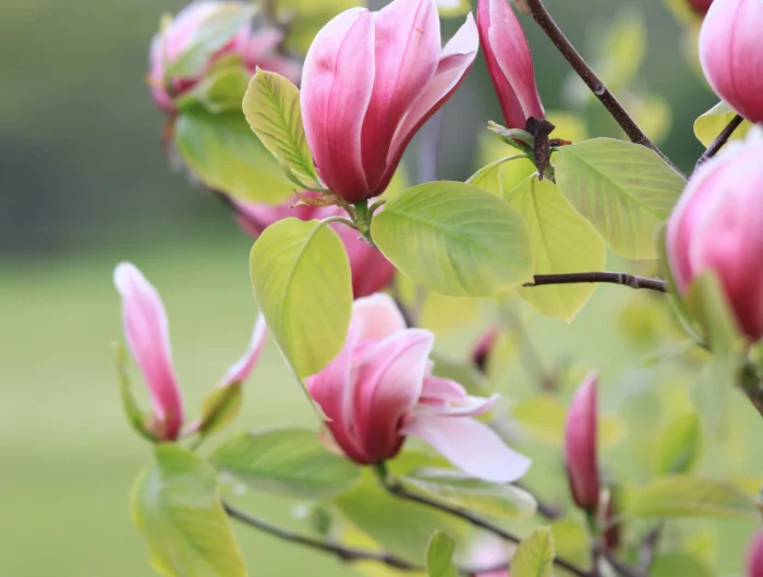 warum hat die magnolie braune blaetter braum mit blueten