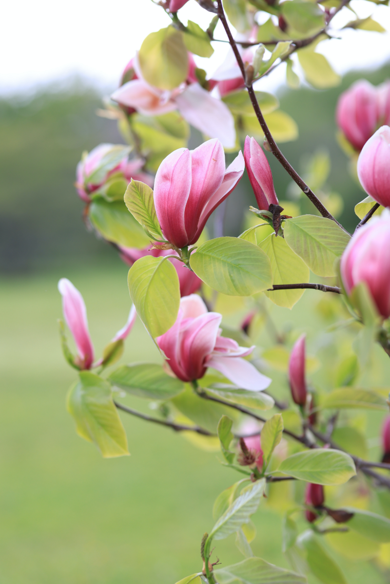 warum hat die magnolie braune blaetter braum mit blueten