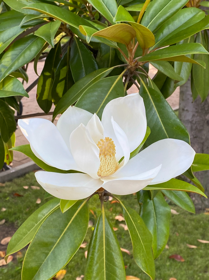 warum wirft magnolie im sommer blaetter ab