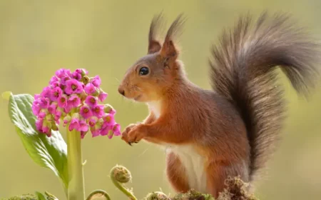 welche blumen saet man im herbst aus bergenie blueht in rosa goldenes eichhoernchen
