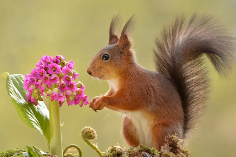 welche blumen saet man im herbst aus bergenie blueht in rosa goldenes eichhoernchen