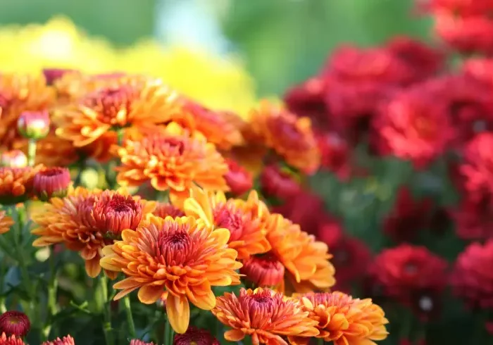 welche herbstpflanzen sind winterhart chrisantemen im oktober pflanzen orange rote chrysanthemen