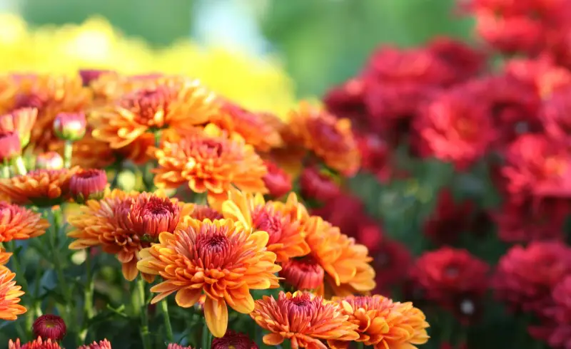welche herbstpflanzen sind winterhart chrisantemen im oktober pflanzen orange rote chrysanthemen