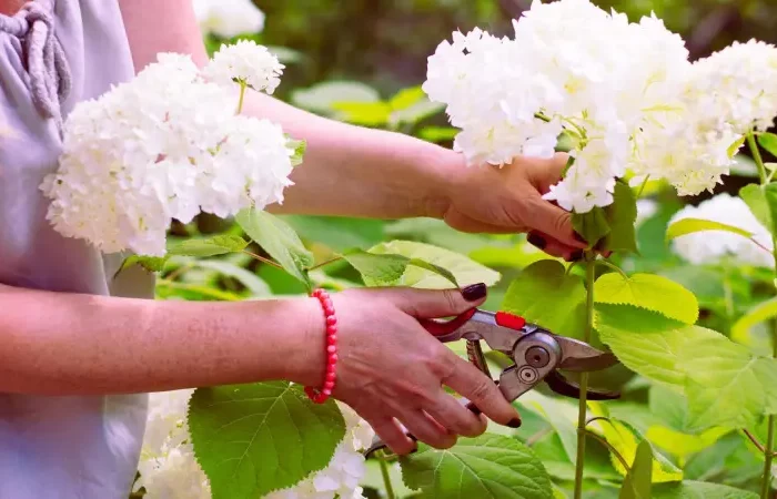 werden hortensien im herbst runtergeschnitten wann hortensien im herbst schneiden frau schneidet weisse hortensie fuer die vase