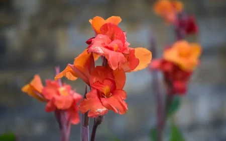 wie kann ich eine canna ueberwintern canna uebernwinter im garten canna bluete rot orange