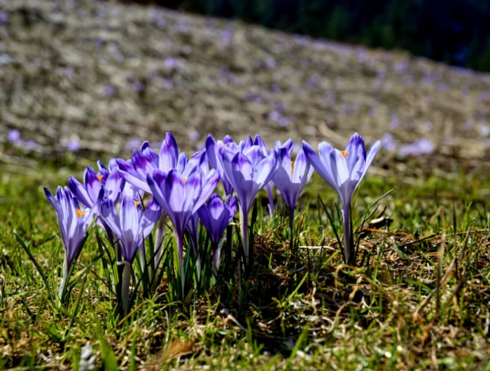 winterharte herbstpflanzen im kuebel winter iris