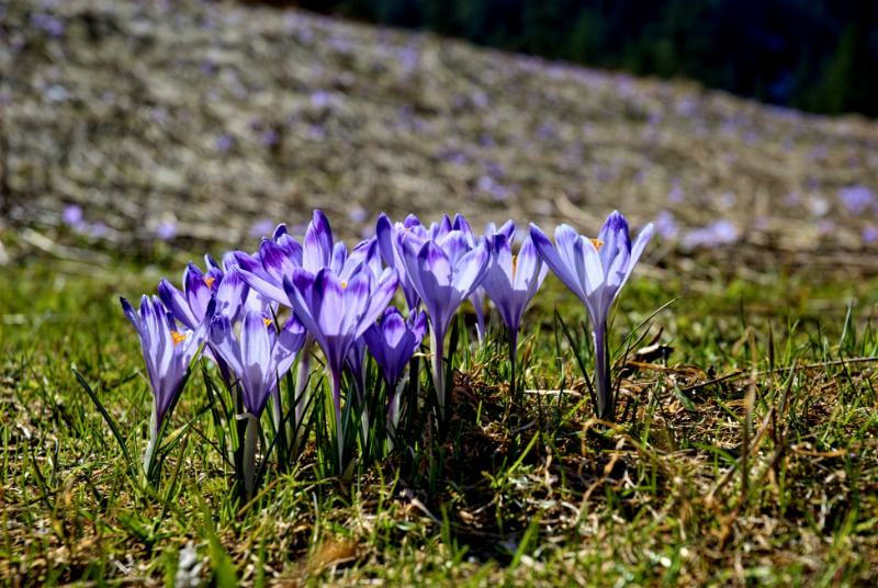 winterharte herbstpflanzen im kuebel winter iris