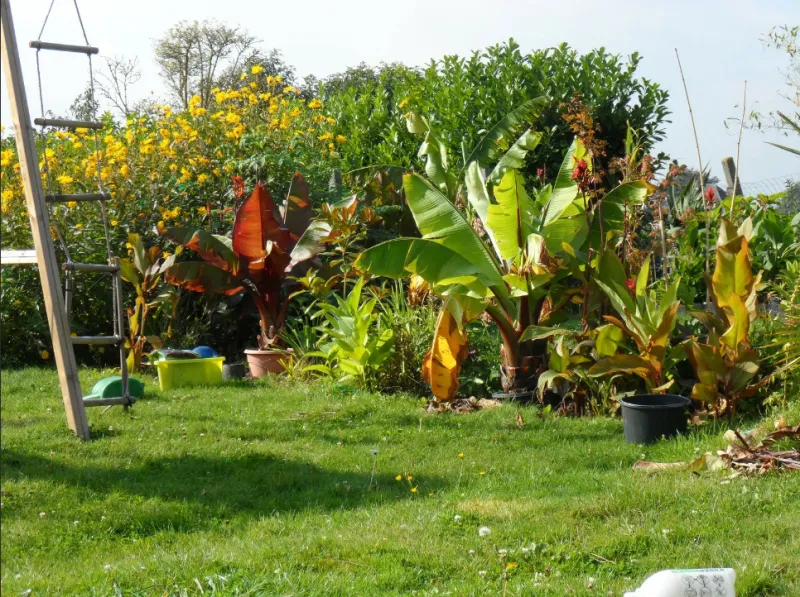 zierbanane im garten ensete ventricosum