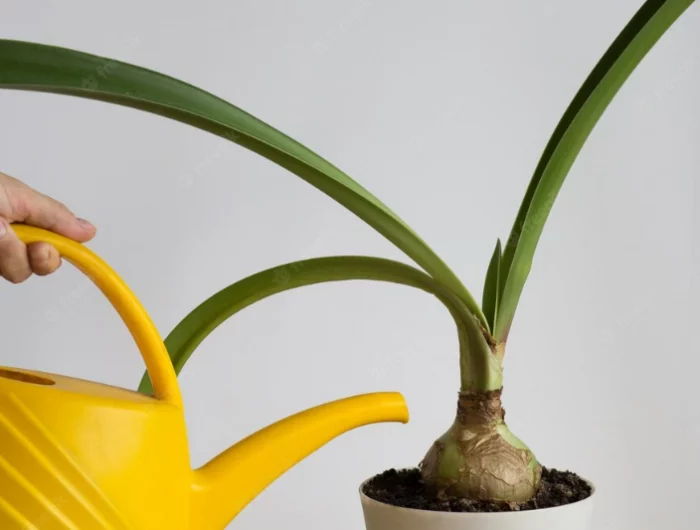 amaryllis pflege nach dem umtopfen zimmerpflanze giessen