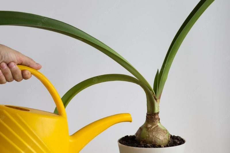 amaryllis pflege nach dem umtopfen zimmerpflanze giessen