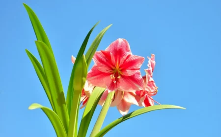 amaryllis umtopfen wann und wie muss man das machen rosa blume