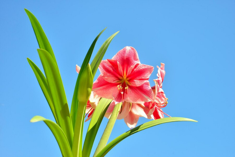 amaryllis umtopfen wann und wie muss man das machen rosa blume