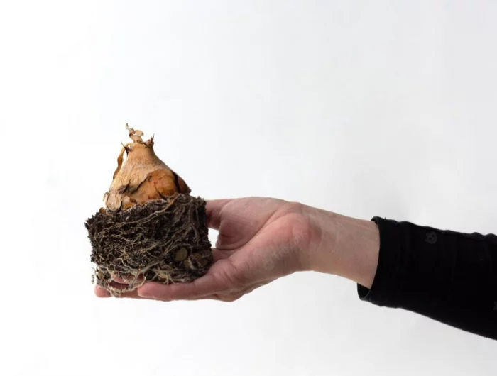 amarylliszwiebel pflanzenzwiebel mit erde hand