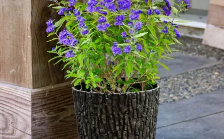 bartblume im garten pflanzen heavenly blue wie tief wurzelt bartblume holztopf bluehende bartblume