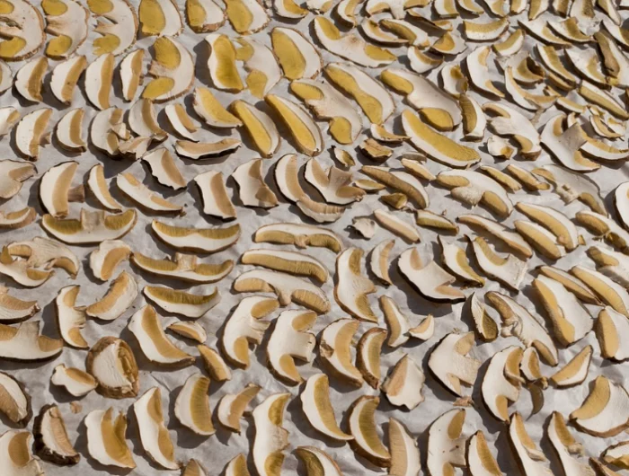 baumpilz druch trocknen konservieren geschnittene pilze