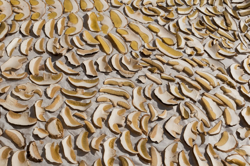 baumpilz druch trocknen konservieren geschnittene pilze