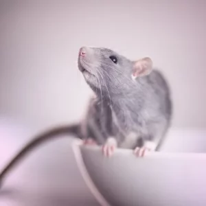 beste tierfreundliche mittel gegen mäuse im haus