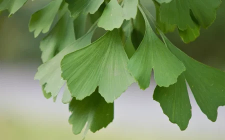 gruene ginko biloba nichtbluehende pflanzenart