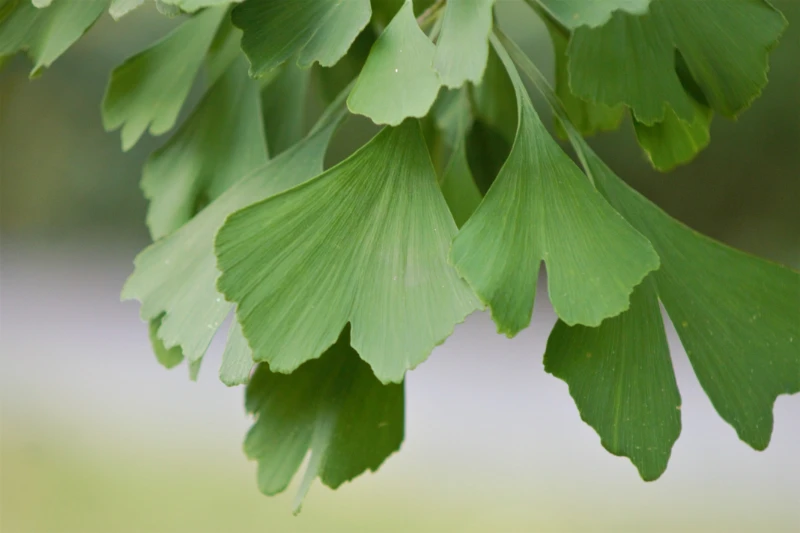 gruene ginko biloba nichtbluehende pflanzenart