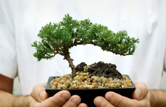 guenstiges weihnachtsgeschenk nuetzliche geschenke fuer kollegen mann haelt einen topf mit bonsai baum